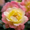 Oso Easy Italian Ice® Rose -Flowers Sales Store rosa oso easy italian ice 1 P