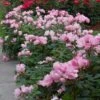 Blushing Knock Out® Rose -Flowers Sales Store rose blushing knock out 1 sw