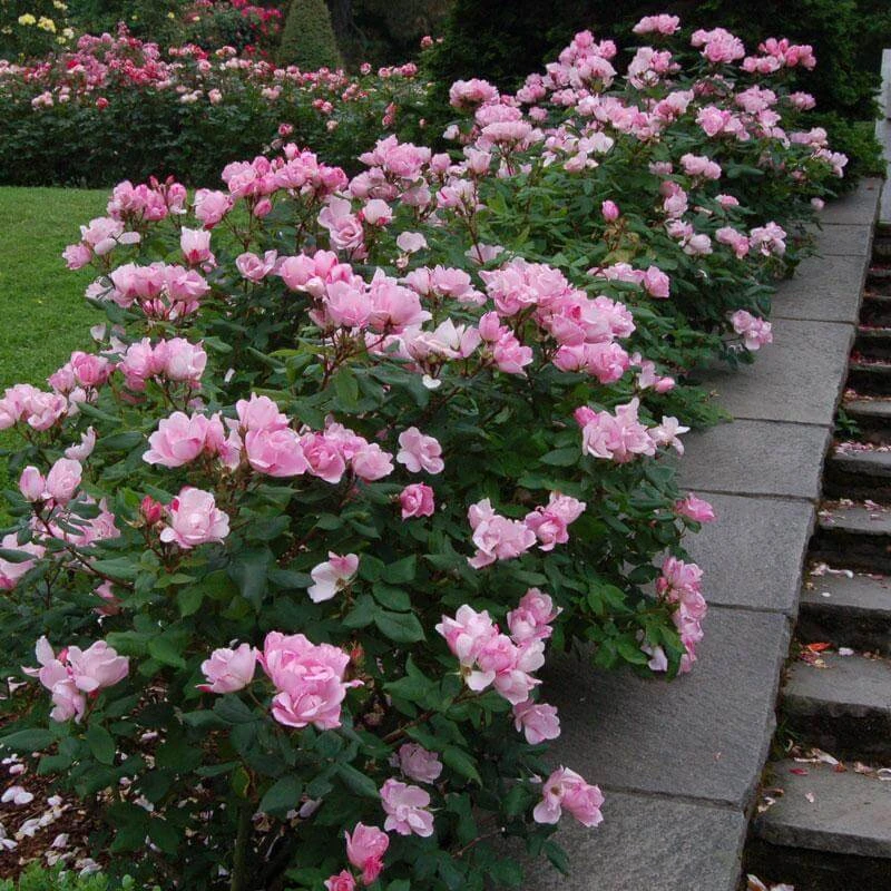 Blushing Knock Out® Rose 4 Blushing Knock Out® Rose - Image 2
