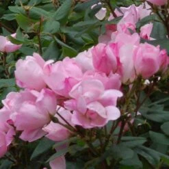 Blushing Knock Out® Rose 7 Blushing Knock Out® Rose -Flowers Sales Store rose blushing knock out 3 sw