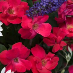 Knock Out® Rose -Flowers Sales Store rose knock out 4