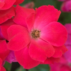 Knock Out® Rose -Flowers Sales Store rose knock out 5