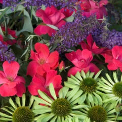 Knock Out® Rose -Flowers Sales Store rose knock out 7