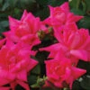 Pink Double Knock Out® Rose -Flowers Sales Store rose pink double knock out 1