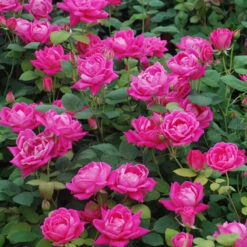 Pink Double Knock Out® Rose -Flowers Sales Store rose pink double knock out 2