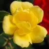 Sunny Knock Out® Rose -Flowers Sales Store rose sunny knock out 1
