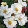 White Knock Out® Rose -Flowers Sales Store rose white knock out 1