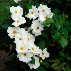 White Knock Out® Rose -Flowers Sales Store rose white knock out 2