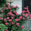 'Zéphirine Drouhin' Climbing Rose