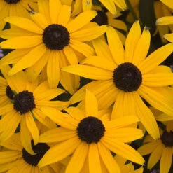 Butterfly Garden Collection -Flowers Sales Store rudbeckia goldsturm black eyed susan 1 b3037281 7c3f 4bff 9294 cd6e3503b693