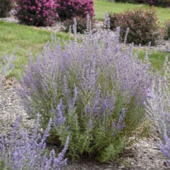 'Sage Advice' Russian Sage -Flowers Sales Store sage advice russian sage 2