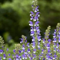 Color Spires® 'Azure Snow' Salvia -Flowers Sales Store salvia azure snow 2 sw