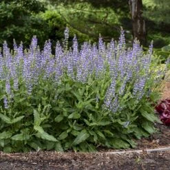 Color Spires® 'Azure Snow' Salvia -Flowers Sales Store salvia azure snow 3 sw