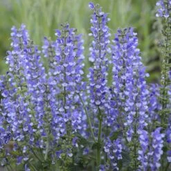 Color Spires® 'Azure Snow' Salvia -Flowers Sales Store salvia azure snow 4 sw