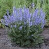 Color Spires® 'Azure Snow' Salvia -Flowers Sales Store salvia azure snow 5 sw