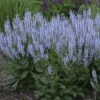 Color Spires® 'Crystal Blue' Salvia -Flowers Sales Store salvia crystal blue 1 sw