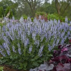 Color Spires® 'Crystal Blue' Salvia -Flowers Sales Store salvia crystal blue 2 sw