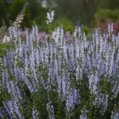 Color Spires® 'Crystal Blue' Salvia -Flowers Sales Store salvia crystal blue 3 sw