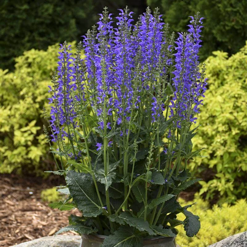 Color Spires® 'Indiglo Girl' Salvia 7 Color Spires® 'Indiglo Girl' Salvia - Image 5