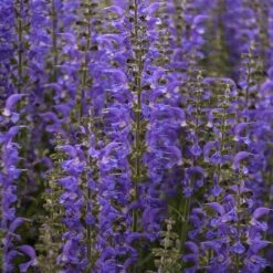 Color Spires® 'Indiglo Girl' Salvia 11 Color Spires® 'Indiglo Girl' Salvia -Flowers Sales Store salvia indiglo girl 4 sw