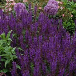 'May Night' Salvia -Flowers Sales Store salvia may night 2