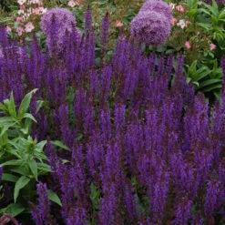Bee Dazzled Pollinator Collection -Flowers Sales Store salvia may night 2 2e14355a 8c87 4c1a b2c4 614102b011f3