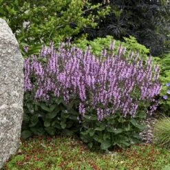 Color Spires® 'Pink Dawn' Salvia -Flowers Sales Store salvia pink dawn 1 sw