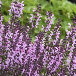 Color Spires® 'Pink Dawn' Salvia -Flowers Sales Store salvia pink dawn 3 sw