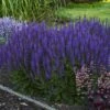 Color Spires® 'Violet Riot' Salvia -Flowers Sales Store salvia violet riot 2 sw