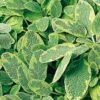 Golden Variegated Sage 2 Golden Variegated Sage -Flowers Sales Store salvia yellow variegated 1 sw
