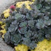 Sunsparkler® 'Blue Elf' Sedoro -Flowers Sales Store sedoro blue elf sedum 1
