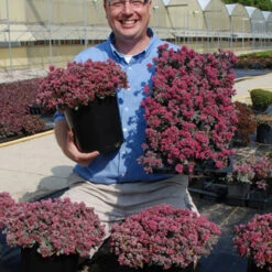 Sunsparkler® 'Blue Elf' Sedoro 9 Sunsparkler® 'Blue Elf' Sedoro -Flowers Sales Store sedoro blue elf sedum 3