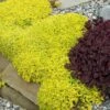 Golden Stonecrop 1 Golden Stonecrop -Flowers Sales Store sedum acre aureum 1 sw
