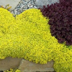 Golden Stonecrop -Flowers Sales Store sedum acre aureum 2 sw