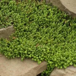 Golden Stonecrop -Flowers Sales Store sedum acre aureum 4 sw