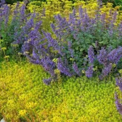 'Angelina' Stonecrop -Flowers Sales Store sedum angelina 3 290d8295 fbb3 4230 95cf 735b1b3781b7 sw