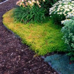 'Angelina' Stonecrop -Flowers Sales Store sedum angelina 4 c1960bac f9a2 498d b839 bdc91bfcdf90 sw