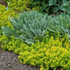 'Angelina' Stonecrop -Flowers Sales Store sedum angelina 6 bd4c972d 7594 4131 aed1 4806fee7312b sw