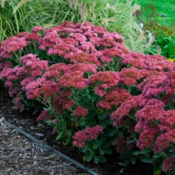 Butterfly Garden Collection -Flowers Sales Store sedum autumn joy 3