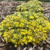 Rock 'N Low® 'Boogie Woogie' Stonecrop -Flowers Sales Store sedum boogie woogie 3