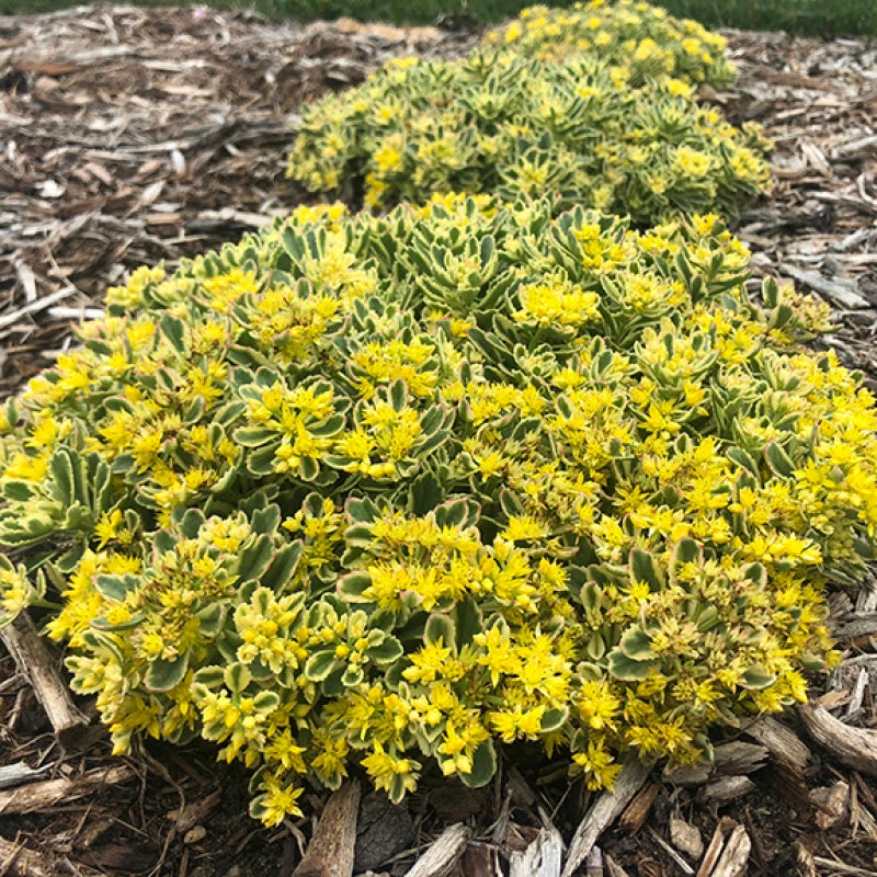 Rock 'N Low® 'Boogie Woogie' Stonecrop 3 Rock 'N Low® 'Boogie Woogie' Stonecrop