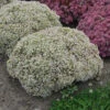 Rock 'N Round 'Bundle Of Joy' Stonecrop -Flowers Sales Store sedum bundle of joy 2