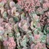 'Lidakense' Stonecrop -Flowers Sales Store sedum cauticola lidakense 1 sw