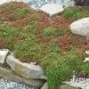 'Coral Carpet' Stonecrop -Flowers Sales Store sedum coral carpet 1 sw