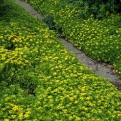 Japanese Stonecrop (Sedum Ellacombianum) 11 Japanese Stonecrop (Sedum Ellacombianum) -Flowers Sales Store sedum ellacombianum 4 sw
