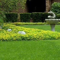 Japanese Stonecrop (Sedum Ellacombianum) 12 Japanese Stonecrop (Sedum Ellacombianum) -Flowers Sales Store sedum ellacombianum 5 sw