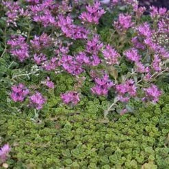 'John Creech' Stonecrop -Flowers Sales Store sedum john creech 5