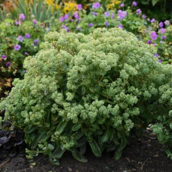 Rock 'N Grow® 'Lemonjade' Stonecrop -Flowers Sales Store sedum lemon jade 3