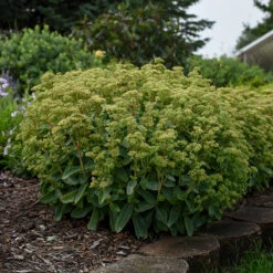 Rock 'N Grow® 'Lemonjade' Stonecrop -Flowers Sales Store sedum lemon jade 4