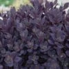 Sunsparkler® 'Plum Dazzled' Stonecrop -Flowers Sales Store sedum plum dazzled 2
